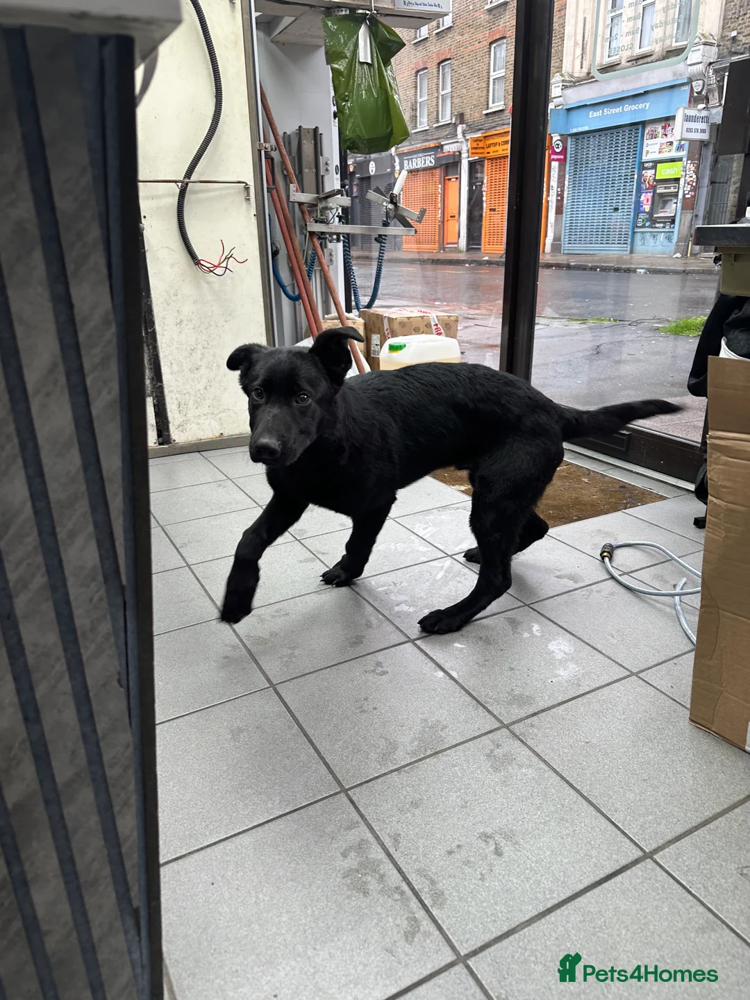 German Shepherd dogs for sale: 4 month old working line german shepherd  - Advert 2