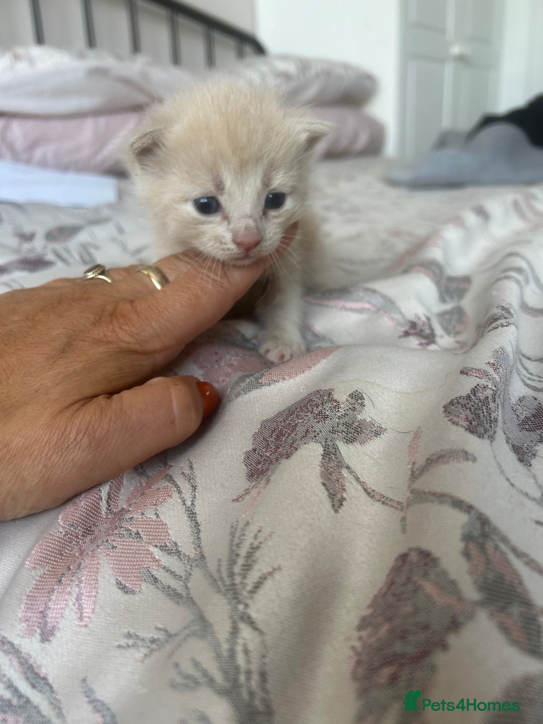 Domestic Shorthair cats for sale: Beautiful kittens ❤️❤️ - Image 18