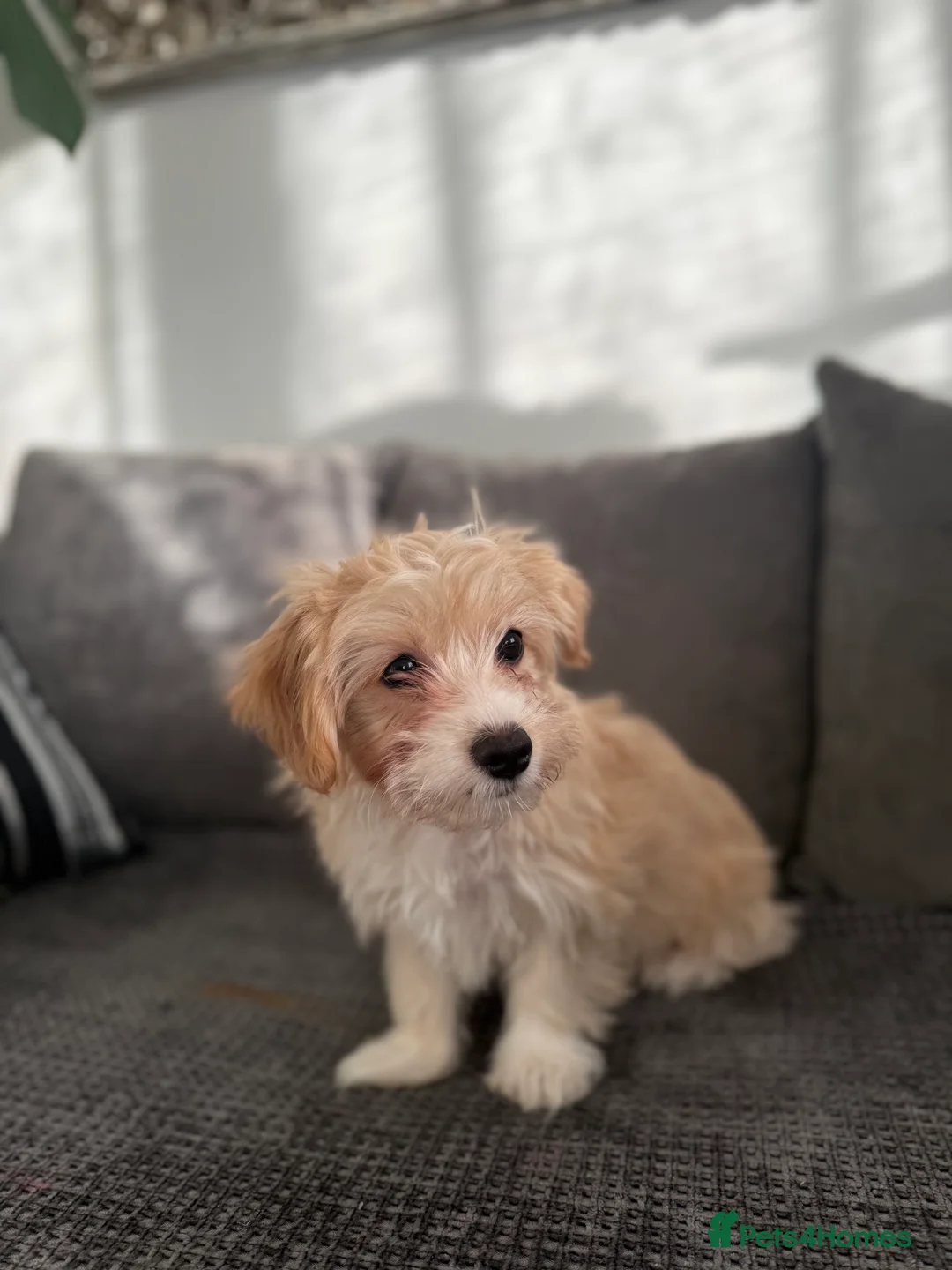 Morkie dogs for sale: Beige morkie  - Advert 6