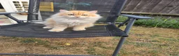 British Longhair cats for sale: British Longhair WCF Champion Kittens ⭐  - Advert 15