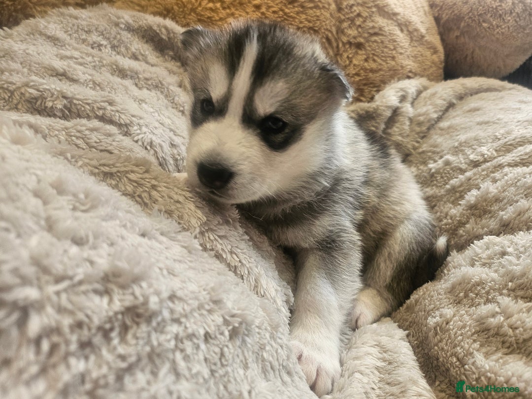 Siberian Husky dogs for sale: BEAUTIFUL SIBERIAN HUSKIES  - Image 4