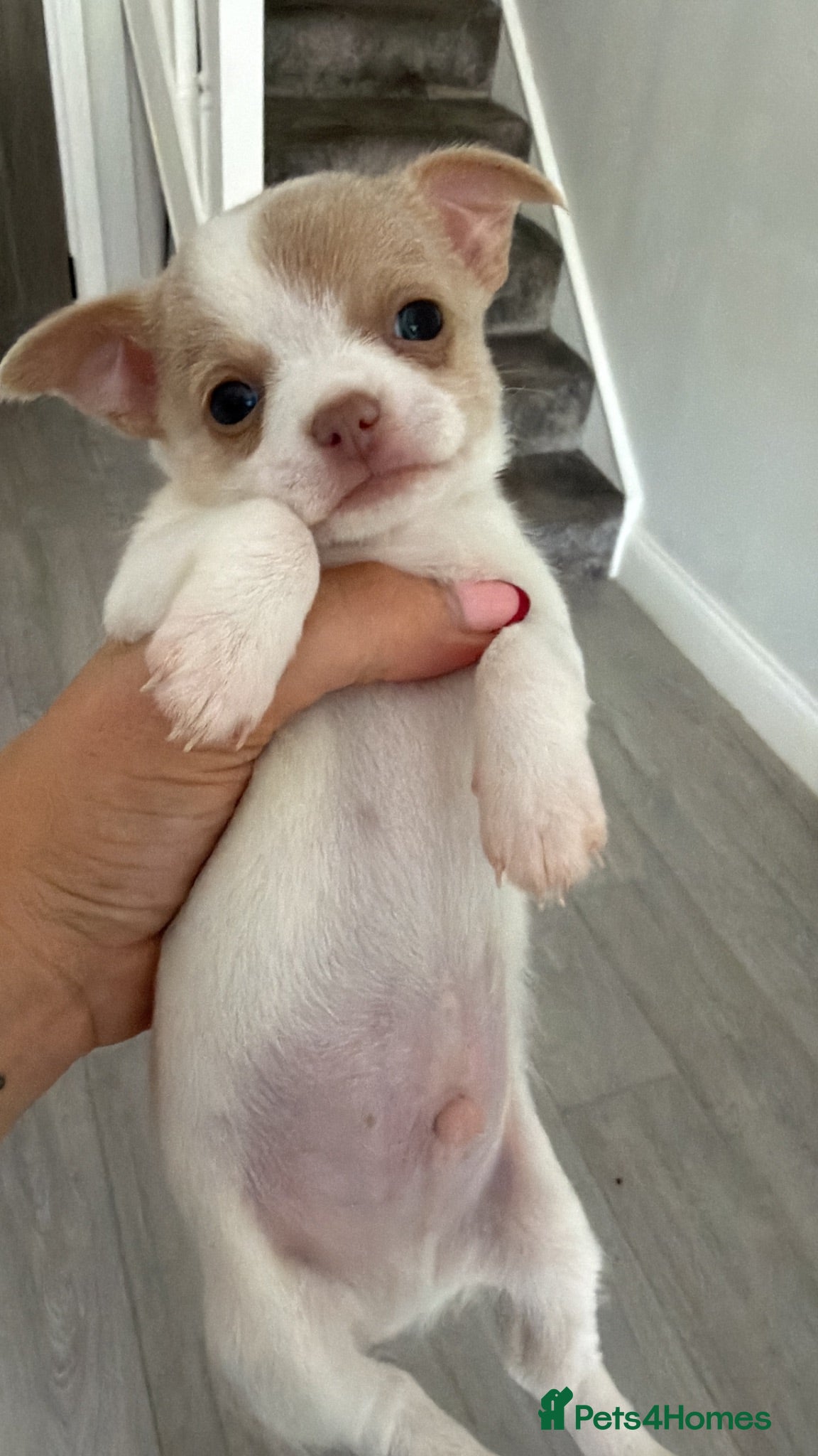 Chihuahua dogs Beautiful chihuahua puppies ready in 3 weeks! - Advert 2