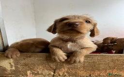 Hungarian Vizsla dogs for sale: Hungarian Wire Haired Vizslas - Image 5