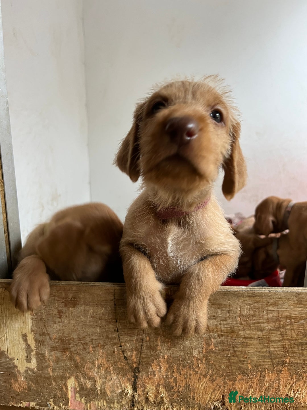 Hungarian Vizsla dogs for sale: Hungarian Wire Haired Vizslas - Image 5