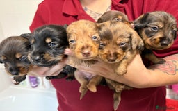 Mixed Breed dogs for sale: Dorkie puppies - Image 4