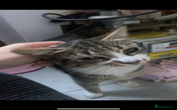 Mixed Breed cats for sale: Rescue kittens  - Image 9