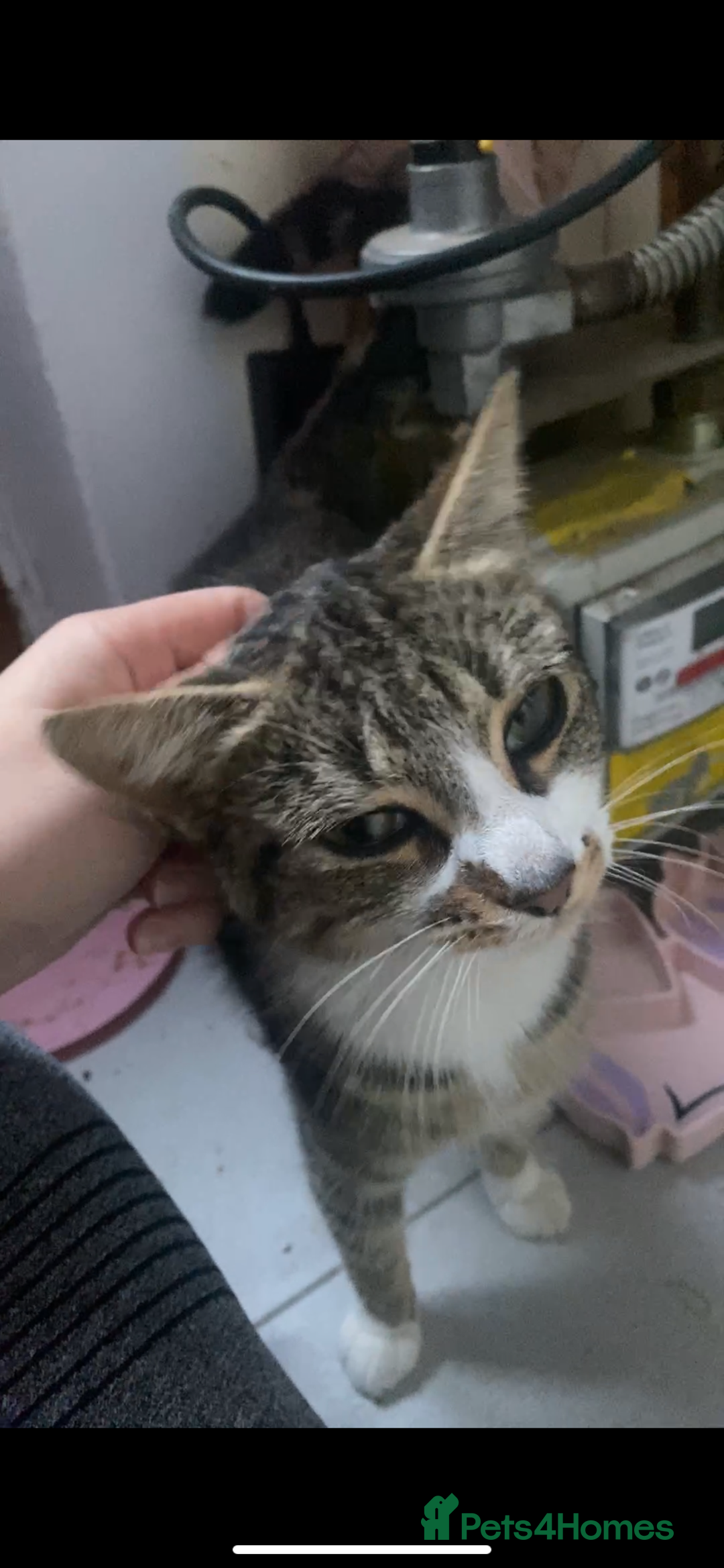 Mixed Breed cats for sale: Rescue kittens  - Image 9
