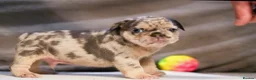 French Bulldog dogs for sale: Fluffy  **  French Bulldogs Puppy - Advert 36