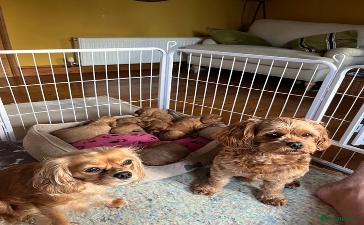 Cavapoo dogs Cavapoo puppies - Advert 10