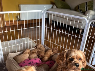 Cavapoo dogs Cavapoo puppies - Advert 1