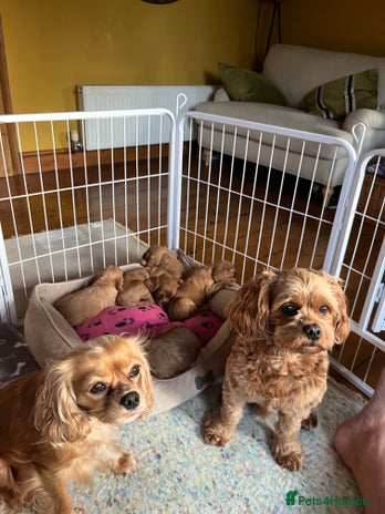 Cavapoo dogs Cavapoo puppies - Advert 1