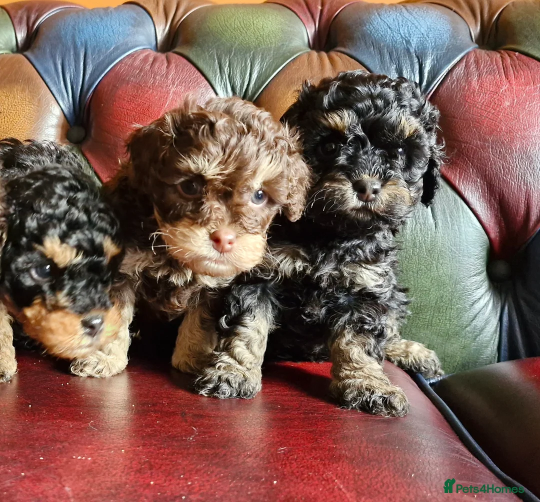 Cavapoo dogs for sale: Gorgeous f1bb Cavapoo pups. Health tested parents  - Advert 17