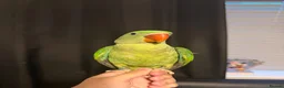 Parrots birds for sale: Selling various handreared babies  - Advert 4