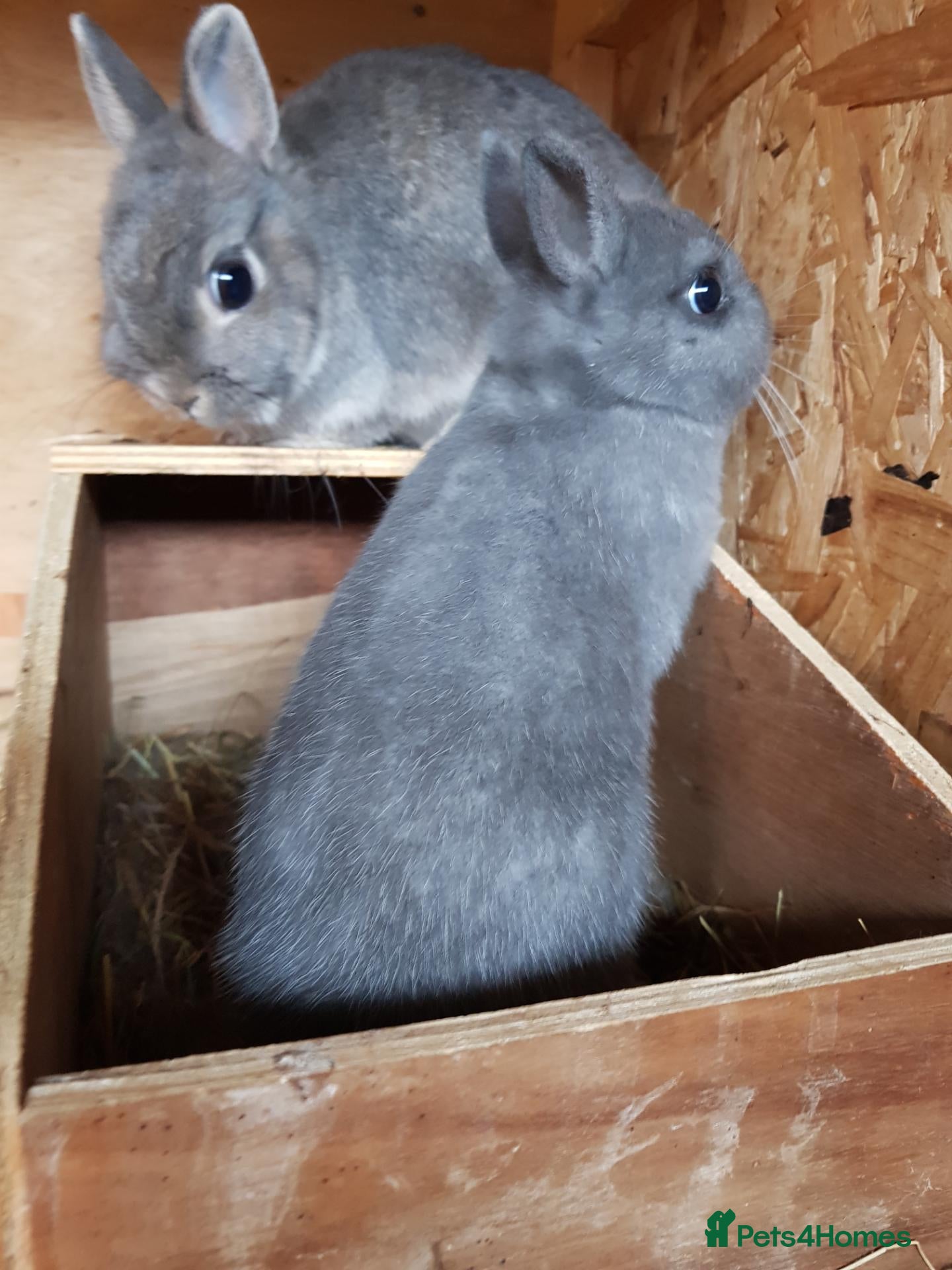 Netherland Dwarf rabbits Netherland Dwarfs - Advert 1