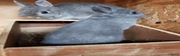 Netherland Dwarf rabbits for sale: Netherland Dwarfs - Advert 1
