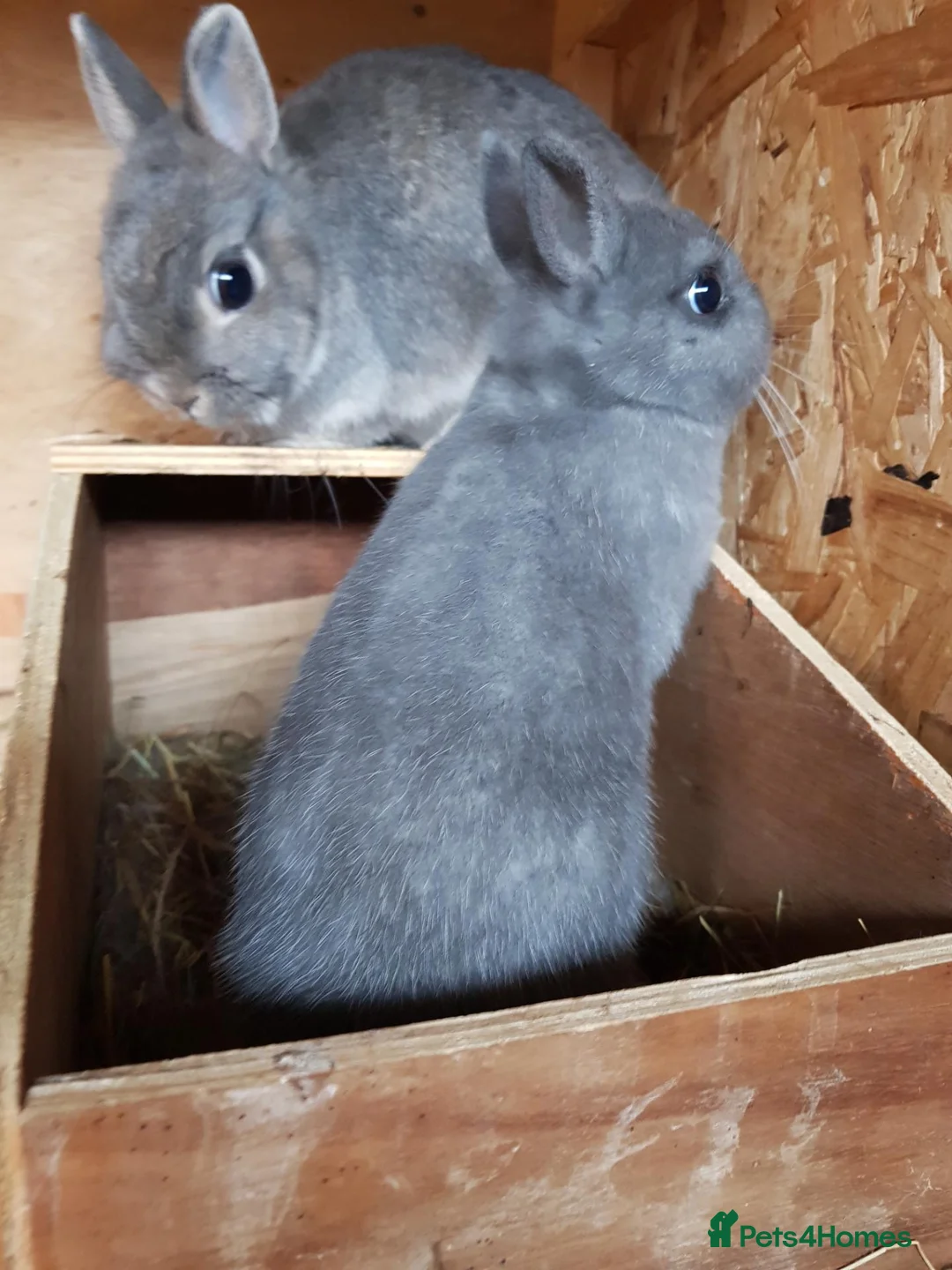 Netherland Dwarf rabbits for sale: Netherland Dwarfs - Advert 1