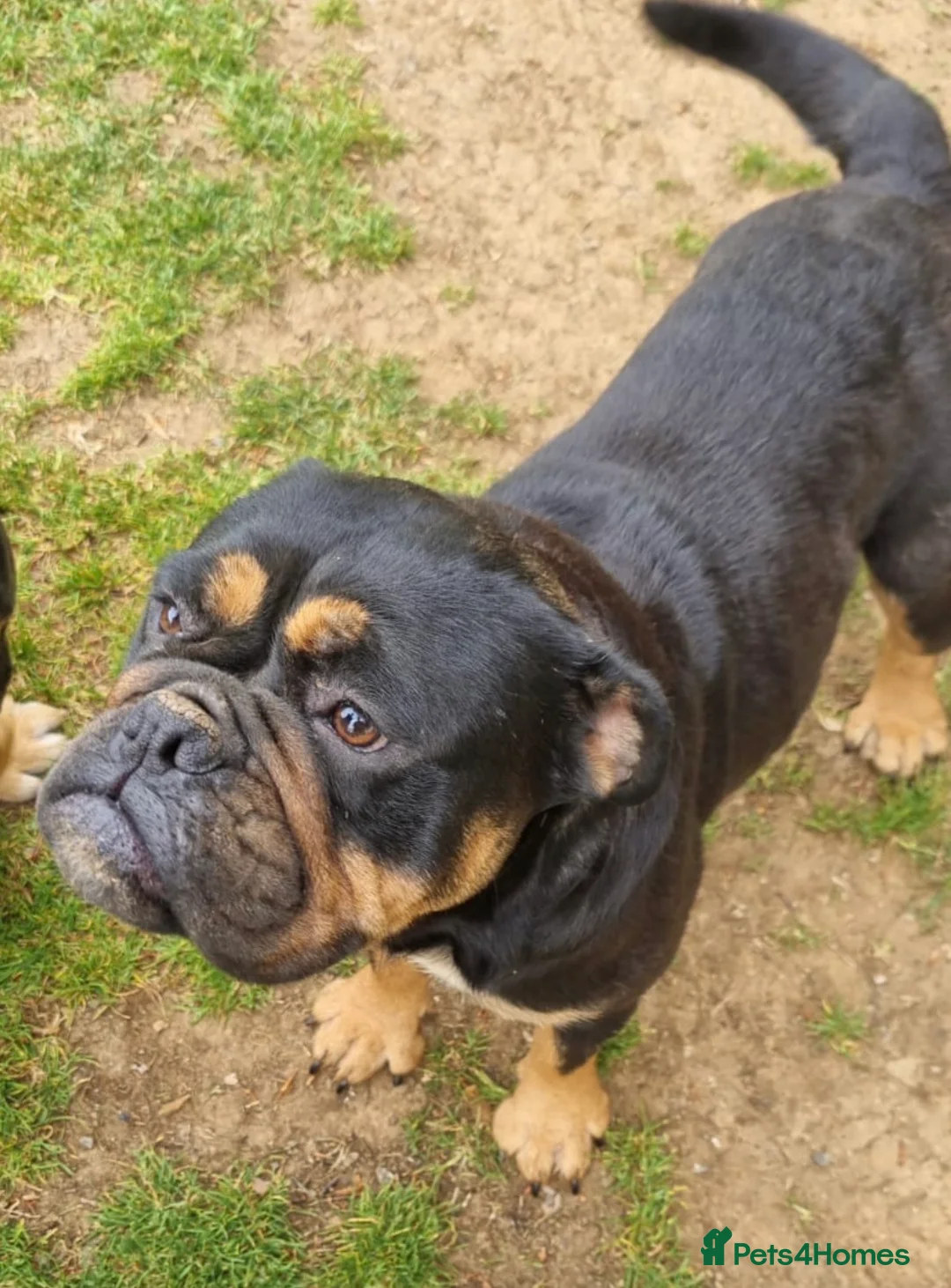Old Tyme Bulldog dogs for sale: Old Tyme English bulldogs puppies  in Callington - Advert 1