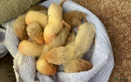 Ferret rodents for sale: Ferret kits albino X eu polecat - Image 6