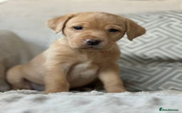 Labrador Retriever dogs for sale: KC Registered Labradors - Image 9