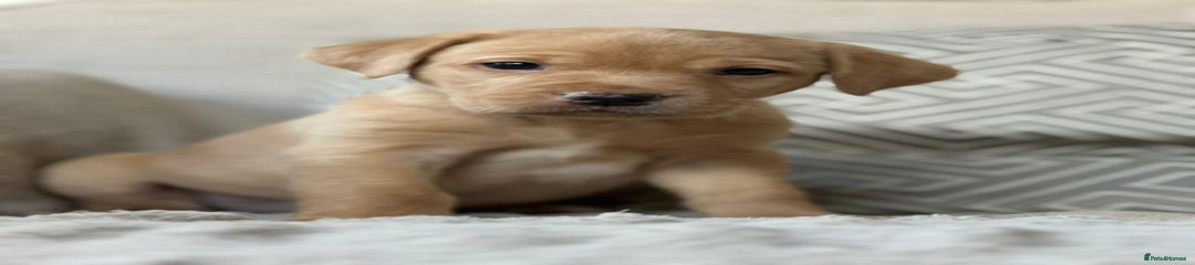 Labrador Retriever Puppy 3