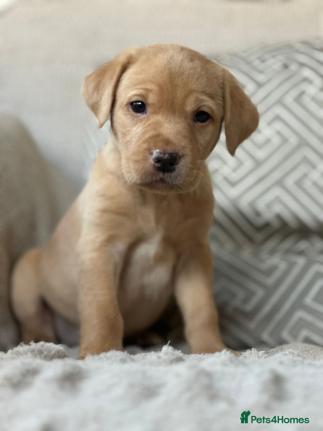 Labrador Retriever dogs for sale: KC Registered Labradors - Image 9