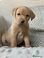 Labrador Retriever dogs - Advert 5