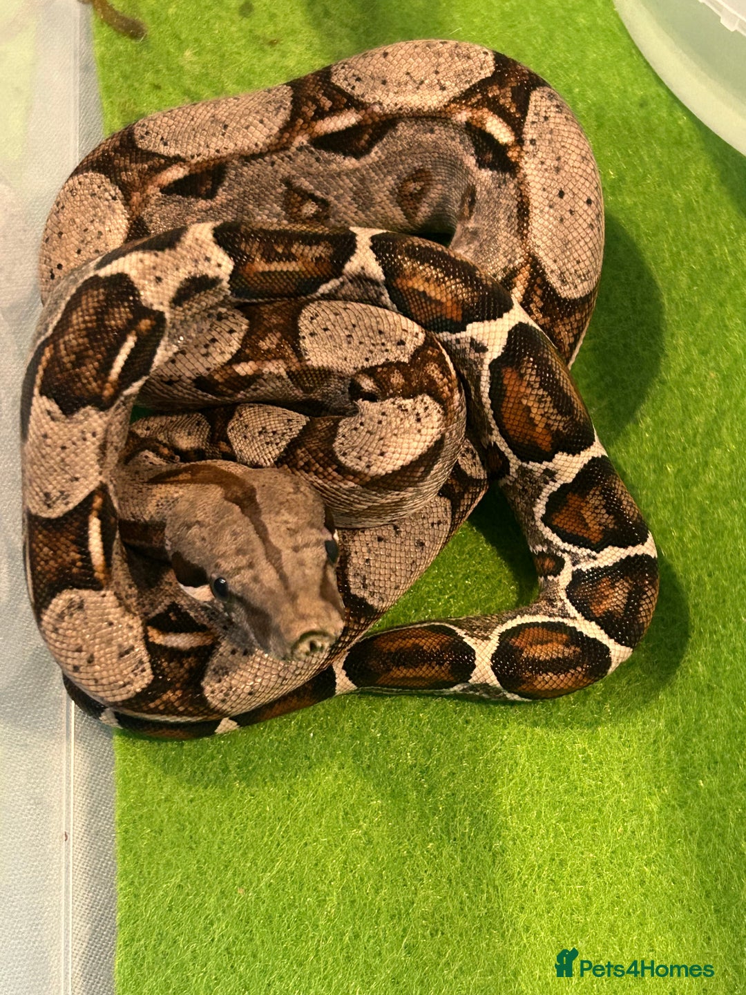 Boa Snake reptiles for sale: 2025 Boa Constrictor Babies in Letchworth Garden City - Image 17