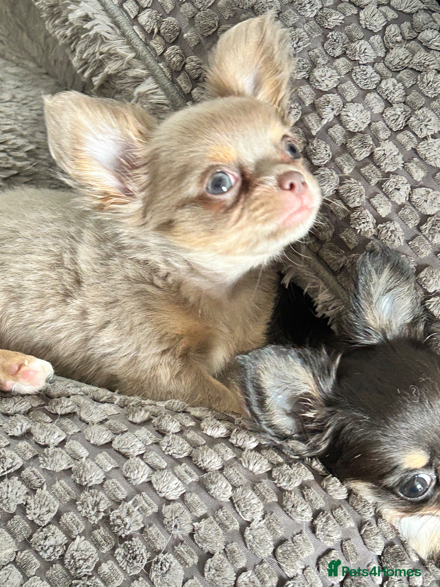 Chihuahua dogs KC LONG COAT CHIHUAHUAS - Advert 2