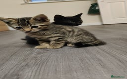 British Shorthair cats for sale: 12 weeks old - Image 8