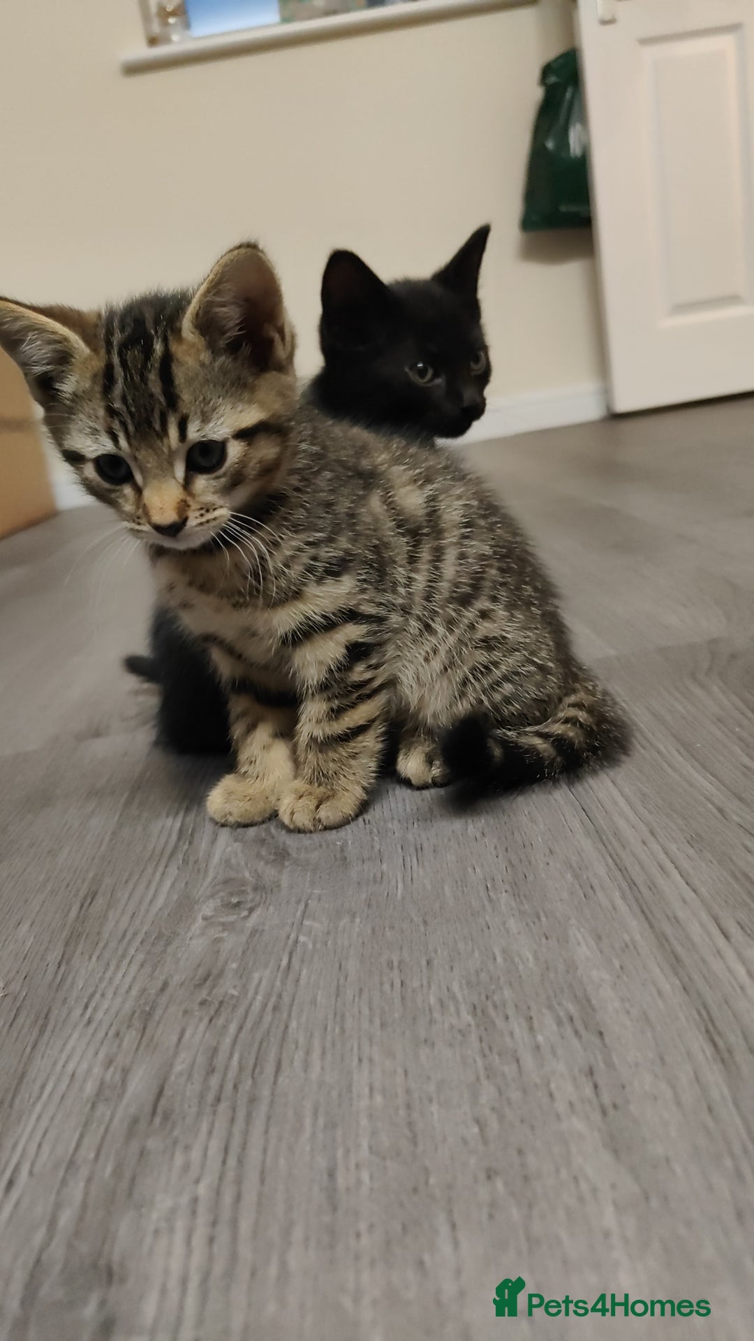 British Shorthair cats for sale: 12 weeks old - Image 8