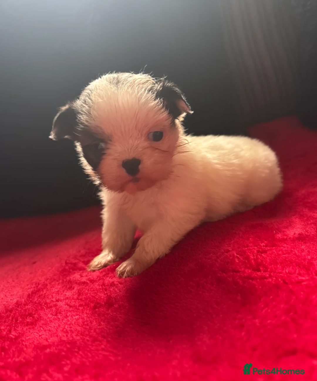 Shih Tzu dogs for sale: Shih Tzu - Advert 5