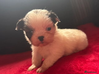 Shih Tzu dogs Shih Tzu - Advert 3