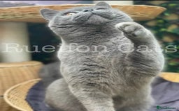 British Shorthair cats for sale:  GCCF registered BSH kittens Available  - Image 14