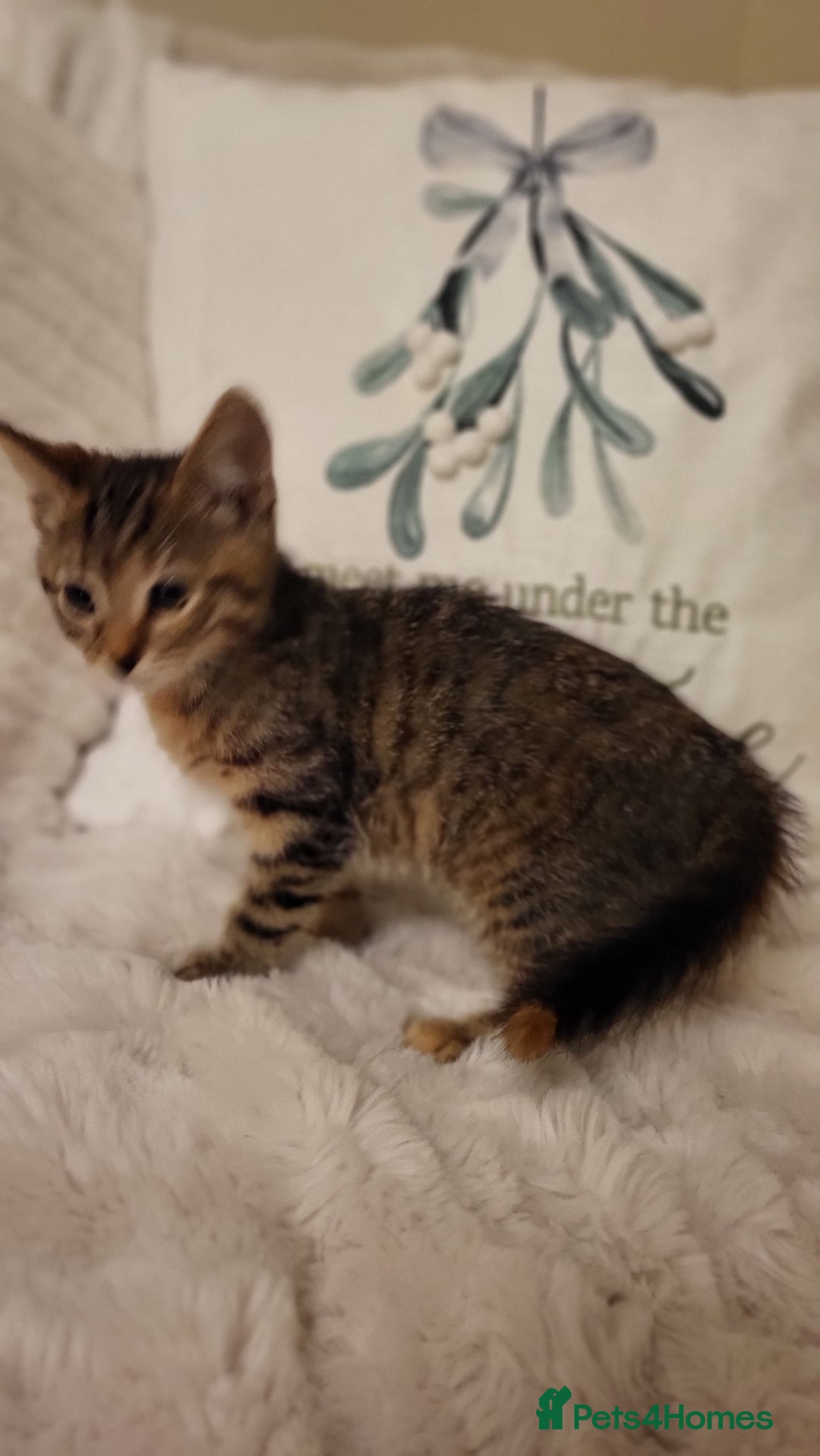 Mixed Breed cats for sale: Kittens READY NOW - Advert 17
