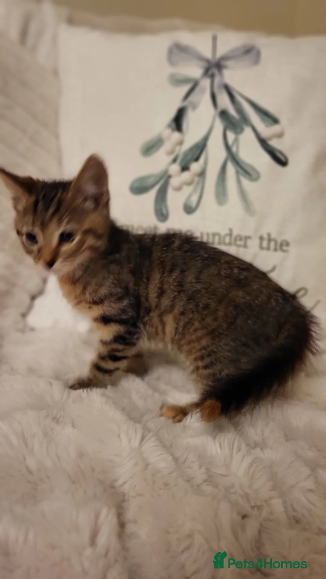 Mixed Breed cats for sale: Kittens READY NOW - Advert 17