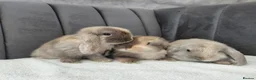Mini Lop rabbits for sale: Gorgeous Mini Lop Babies - Advert 8