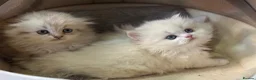 Munchkin cats for sale: Full Pedigree Munchkin Kittens - Advert 16