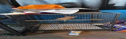 Parakeets birds for sale: Female red rump - Advert 3