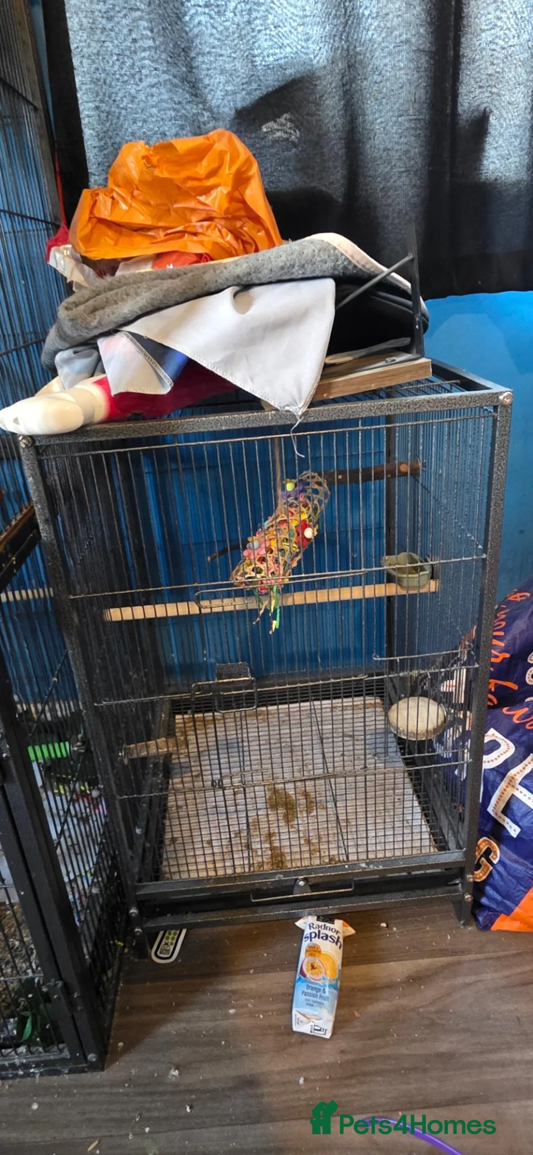 Parakeets birds for sale: Female red rump - Advert 3