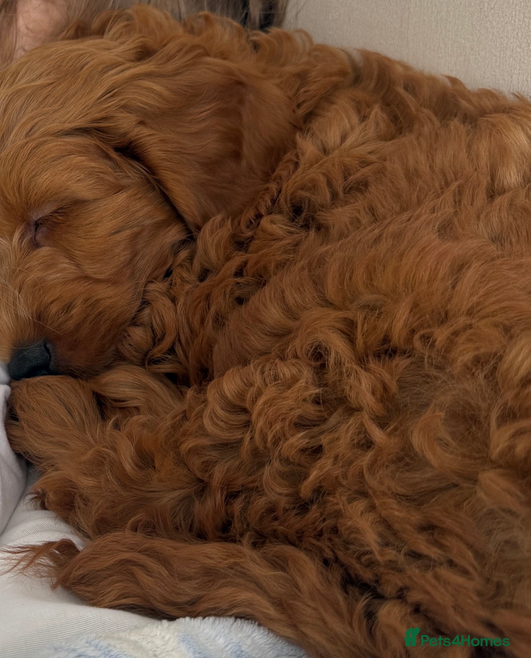 Cockapoo dogs for sale: F1 cockapoo Charlie 🩵 - Image 4