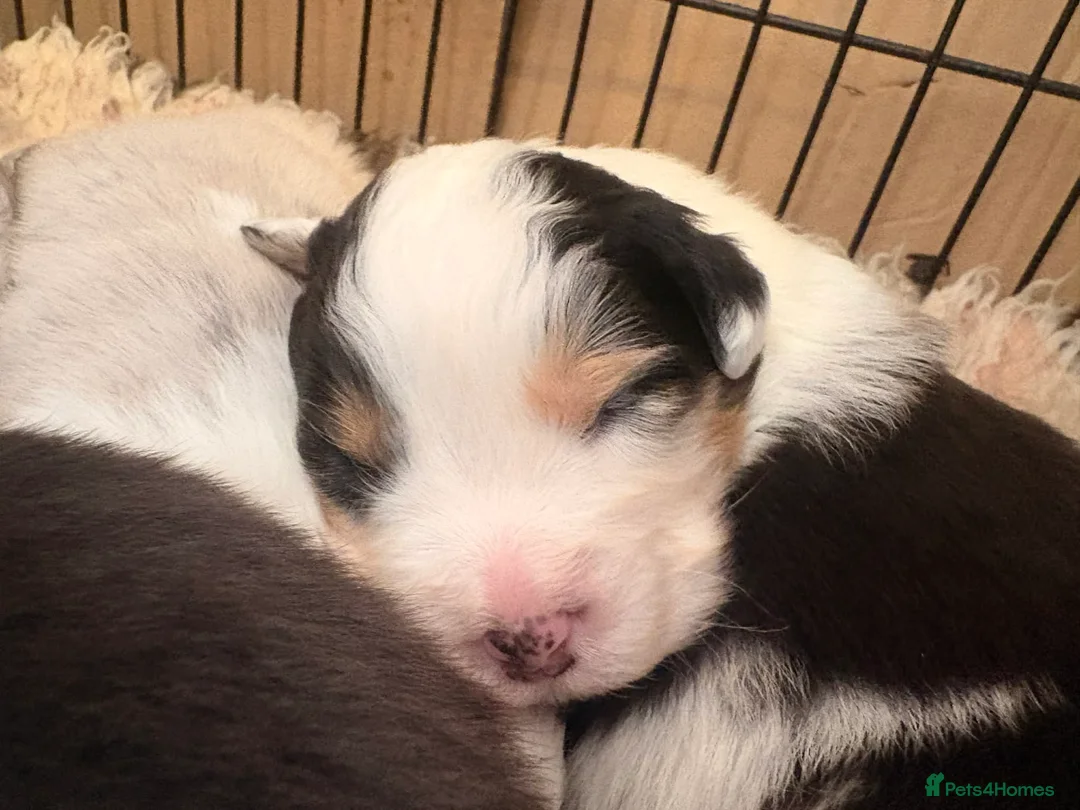 Australian Shepherd dogs for sale: Australian shepherd puppies - Advert 6