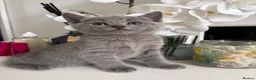 Russian Blue cats for sale: TOP PEDIGREE RUSSIAN BLUE KITTENS 🐱 - Advert 5