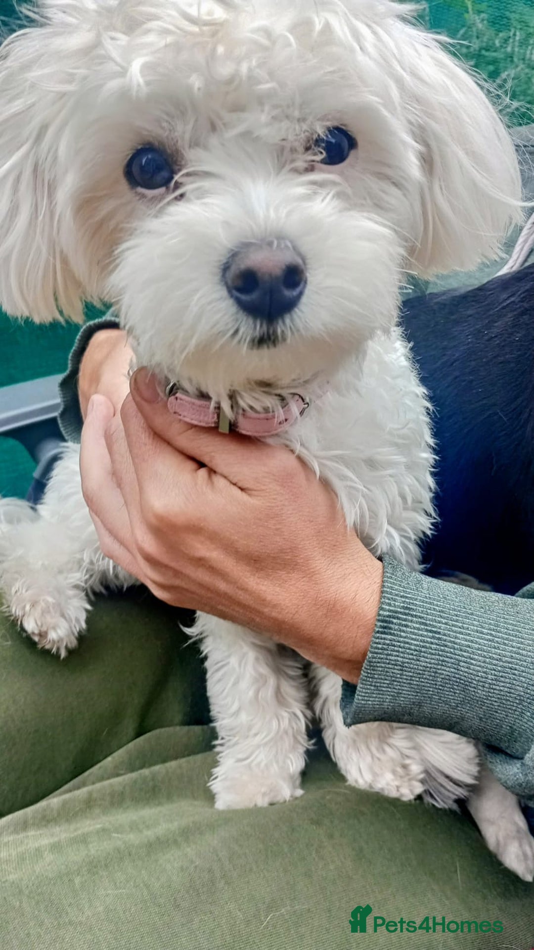 Maltese dogs for sale: Cindy - Advert 7