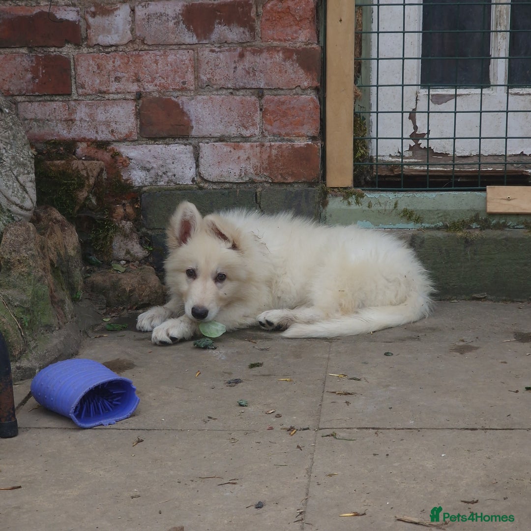 German Shepherd dogs for sale: Last white female German shepherd RTG in Nottingham - Image 1