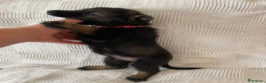 German Shepherd 8