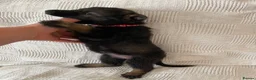 German Shepherd dogs for sale: GERMAN SHEPHERD PUPS WORKING LINE in Wigan - Advert 28