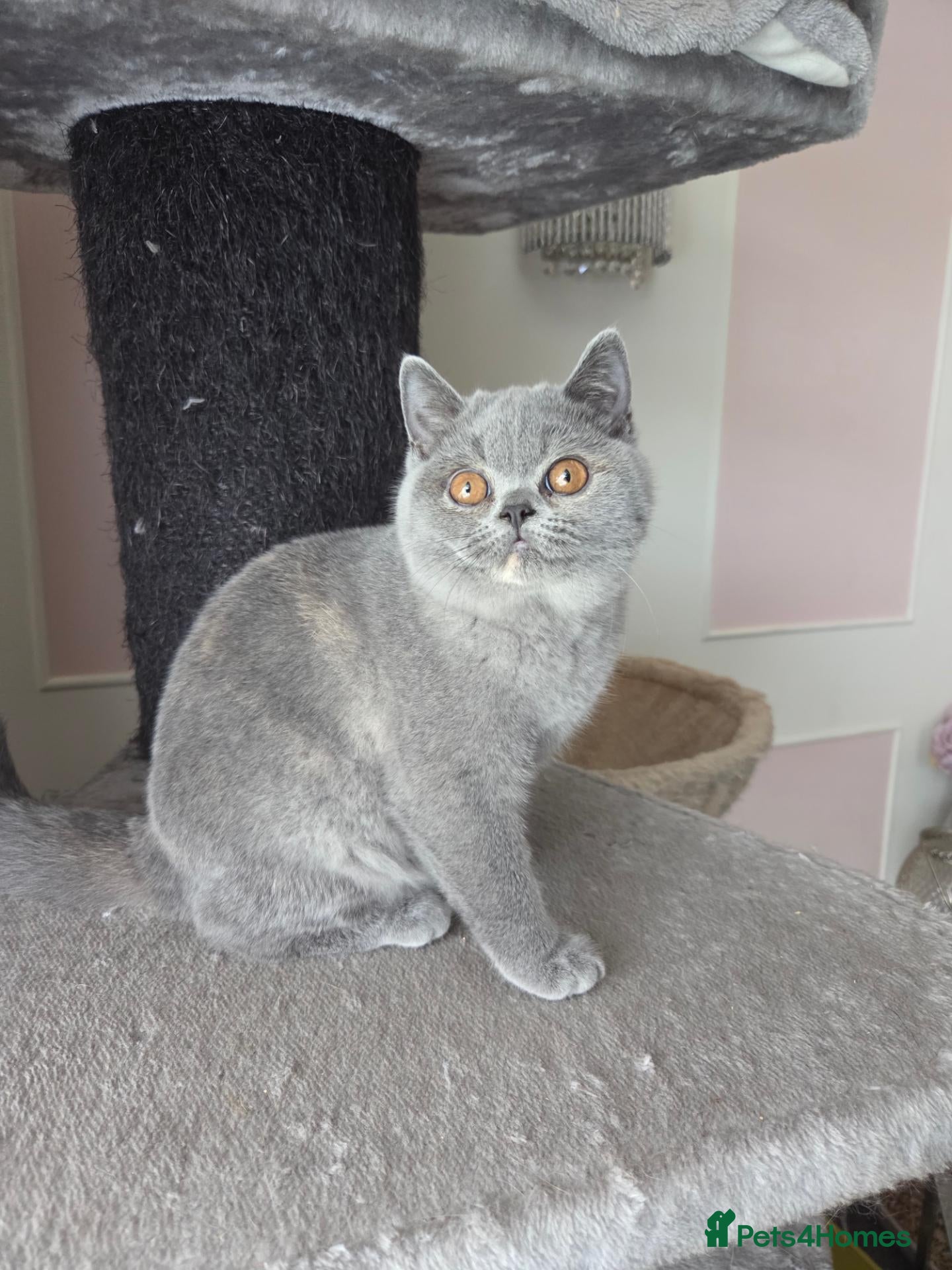 British Shorthair cats Gccf registered British shorthair kittens ready  - Advert 2