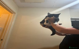 Mixed Breed cats for sale: Beautiful cross breed kittens  - Image 1