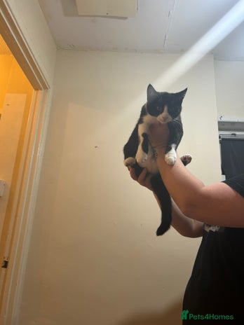 Mixed Breed cats - Advert 2