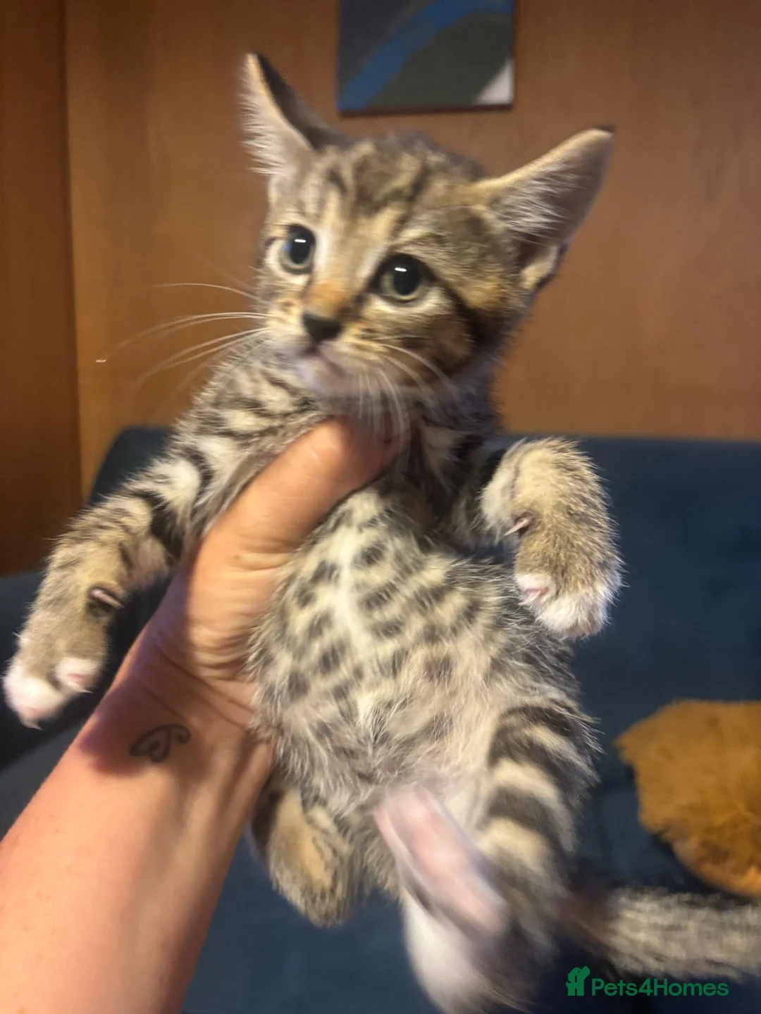 Mixed Breed cats for sale: Kittens for sale in Chelmsford - Advert 4